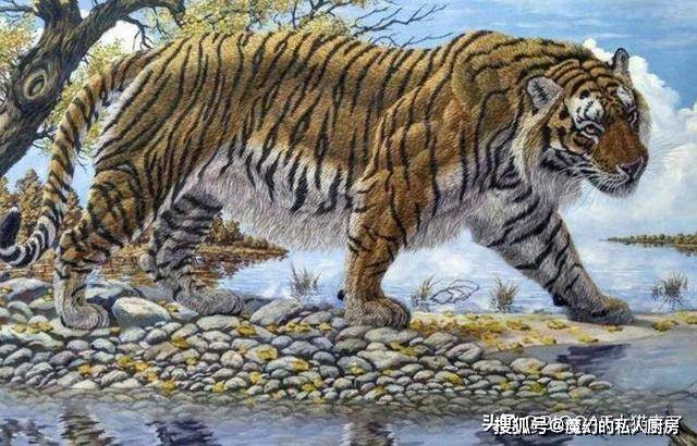 中国一号巨虎，揭秘神秘人物背后的传奇故事，中国一号巨虎，神秘人物背后的传奇故事揭秘