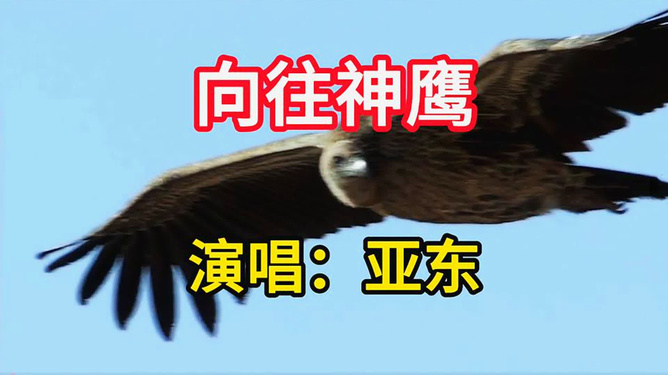 向往雄鹰亚东，翱翔的力量与精神的追求，雄鹰亚东，翱翔的力量与精神的向往
