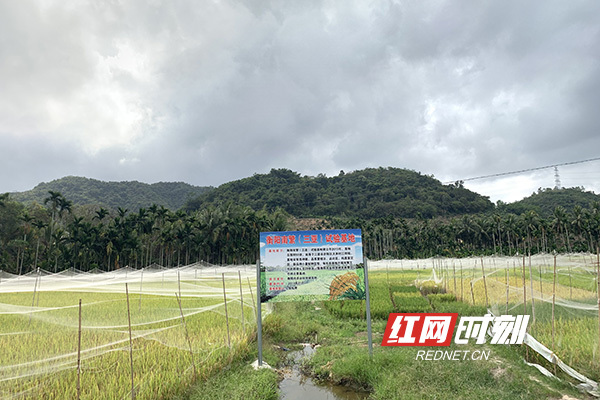 天涯论坛百姓声音，白鹤滩镇官村村的变迁与振兴之路，天涯论坛见证白鹤滩镇官村村的变迁与振兴之路