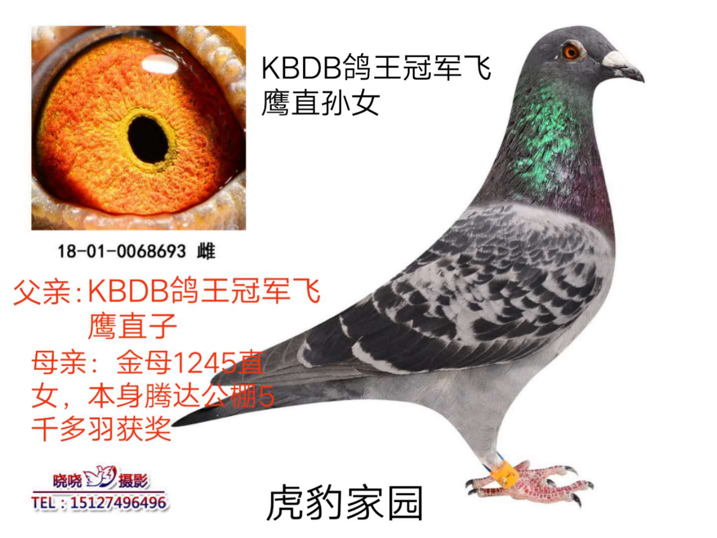 直-182，空中力量的新标杆，直-182，空中力量新标杆崛起