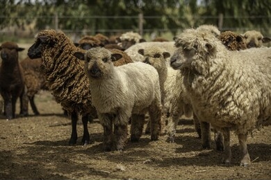 四不像正版资料的探索与价值，四不像正版资料的探索及其价值解析
