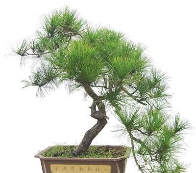 直-184,空中巨翼的新时代诠释,直-184,空中巨翼的新时代领航者