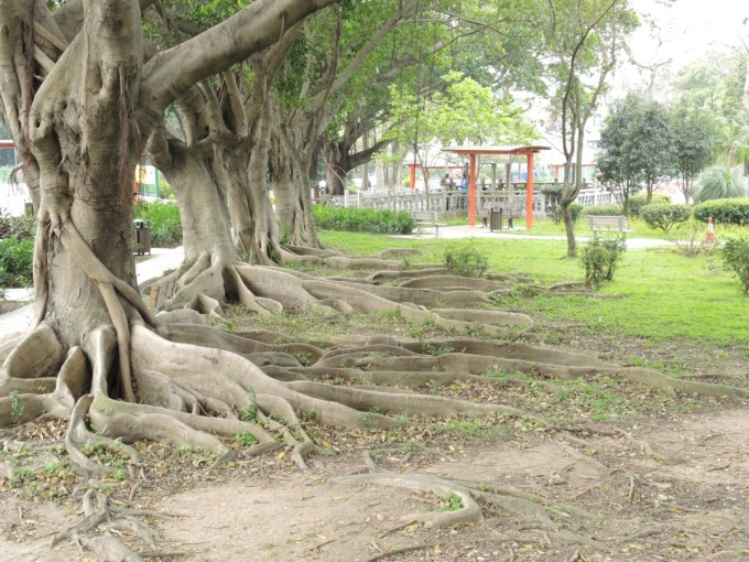 石岗军营木棉兰，历史的印记与自然的馈赠，石岗军营木棉兰，历史印记与自然的交融