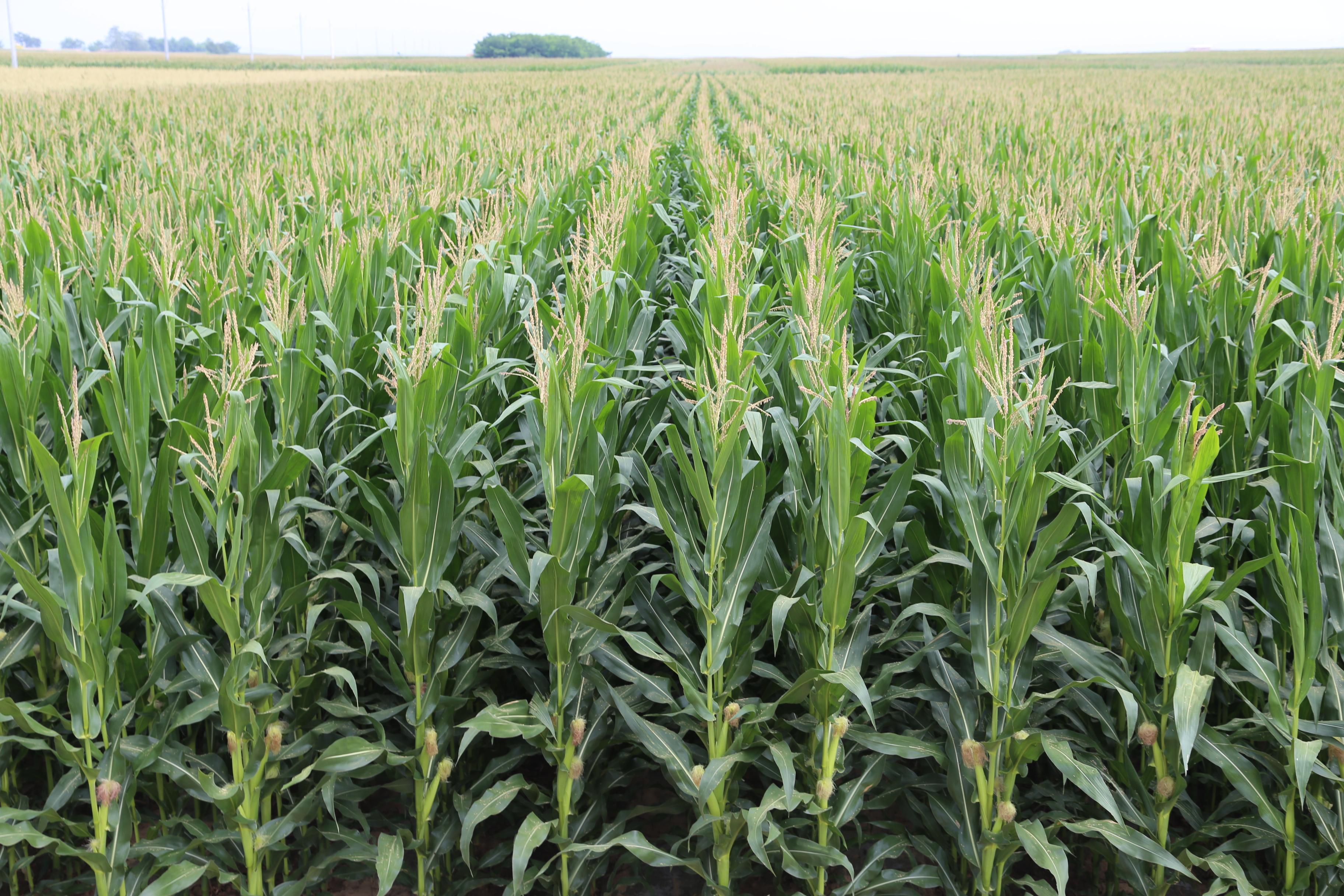 歼18战斗机折纸教程,一步步打造空中霸主,折纸教程,打造歼18战斗机空中霸主模型