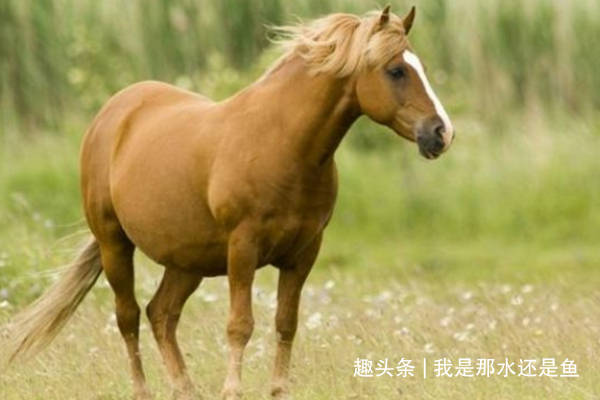王中王四不象必出一肖——探寻神秘预言背后的奥秘，神秘预言王中王四不象必出一肖背后的奥秘探寻