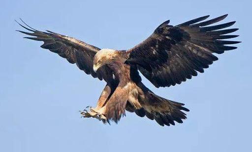 真实雄鹰图片的震撼与启示,真实雄鹰图片的震撼与灵感之源