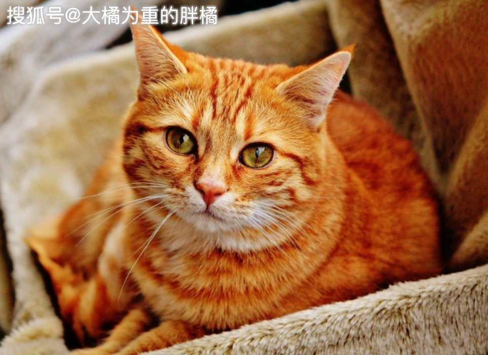 四不像图王中王与必中一肖的奥秘，揭秘四不像图王中王与必中一肖的奥秘