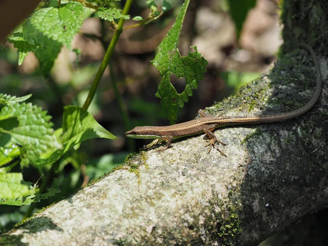 探索中国海军的新型力量,34两栖攻击舰,中国海军新型力量揭秘,34两栖攻击舰的探索之旅
