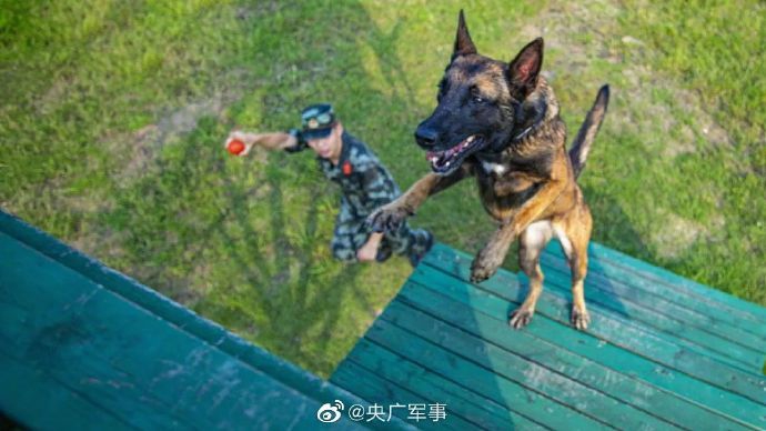 军犬训练，培养忠诚与能力的卓越之旅，军犬训练，培育忠诚与能力之旅的卓越篇章