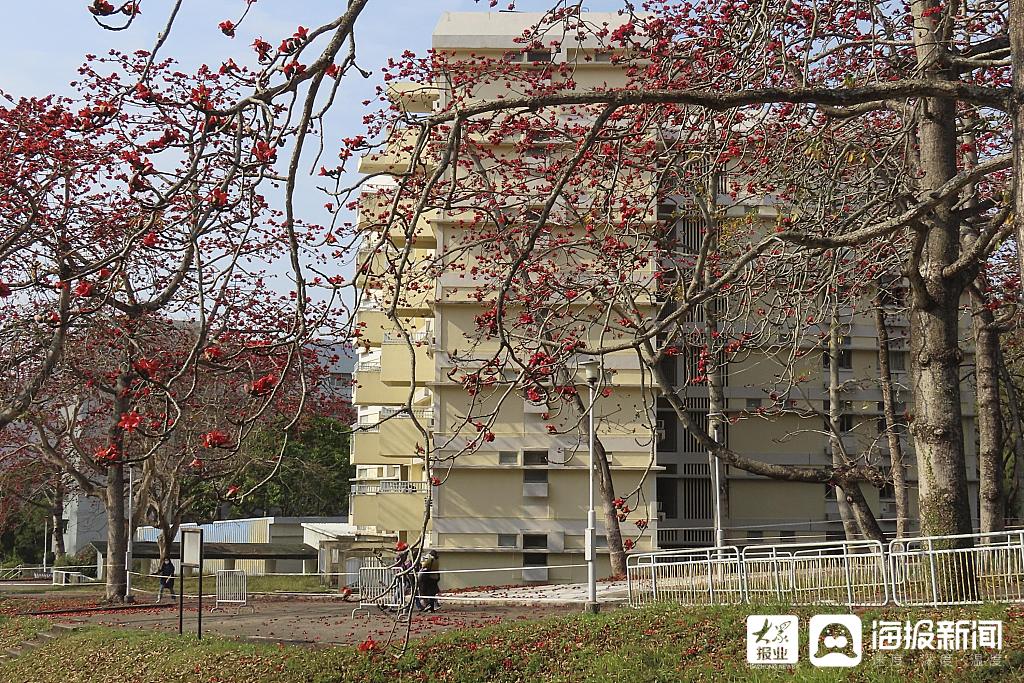 石岗军营的木棉花,石岗军营木棉花,英雄之城的春日风采