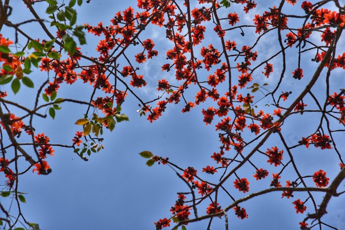 石岗军营的木棉花,石岗军营木棉花,英雄之城的春日风采
