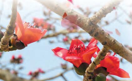 石岗军营的木棉花,石岗军营木棉花,英雄之城的春日风采