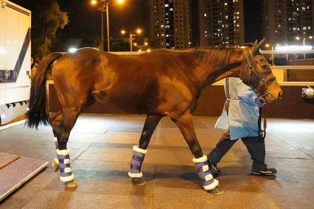探索香港赛马文化，一场关于数字7777788888的盛宴，香港赛马文化深度游，数字7777788888的盛宴探索