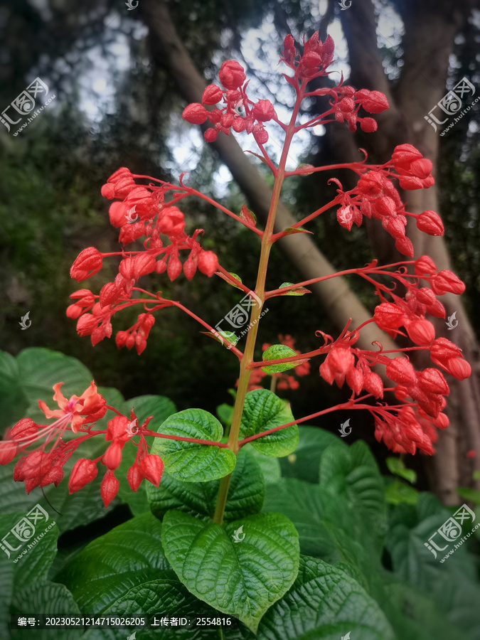 状元红资料免费大全，探索与获取学术精华，状元红资料免费大全，学术精华探索与获取