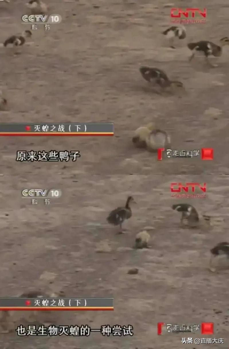 世界新闻头条最新消息,蝗虫入侵的严峻挑战,全球最新新闻头条,蝗虫入侵带来的严峻挑战