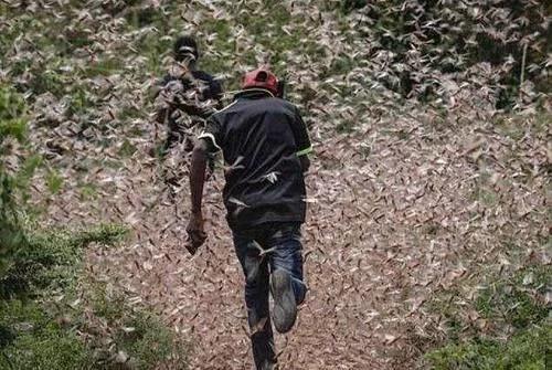 世界新闻头条最新消息,蝗虫入侵的严峻挑战,全球最新新闻头条,蝗虫入侵带来的严峻挑战