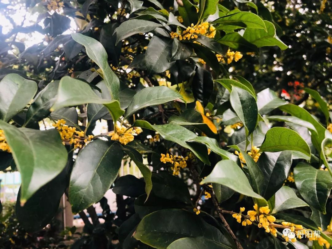 今天也是莬丝花,绽放的美丽与坚韧的力量,莬丝花,绽放的美丽与坚韧的力量