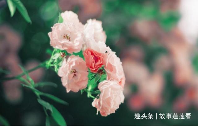 今天也是莬丝花,绽放的美丽与坚韧的力量,莬丝花,绽放的美丽与坚韧的力量