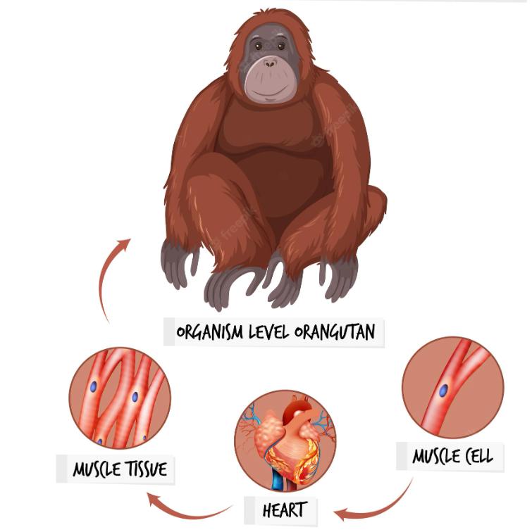 猩猩的生物学特征与睾丸，探索生物学中的奇妙现象，猩猩生物学特征揭秘，睾丸与奇妙生物学现象探索