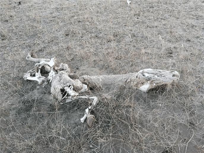 全球十大最强无人机，技术革新与未来展望，全球十大最强无人机，技术革新及未来展望展望