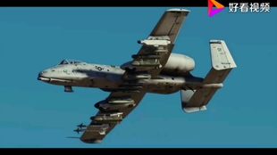 疣猪A10,草原上的独特魅力与生存智慧,疣猪A10,草原生存之独特魅力与智慧