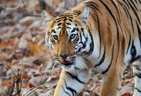 四大老虎，历史、文化、生态与象征的多维解读，四大老虎，多维解读历史、文化、生态与象征意义