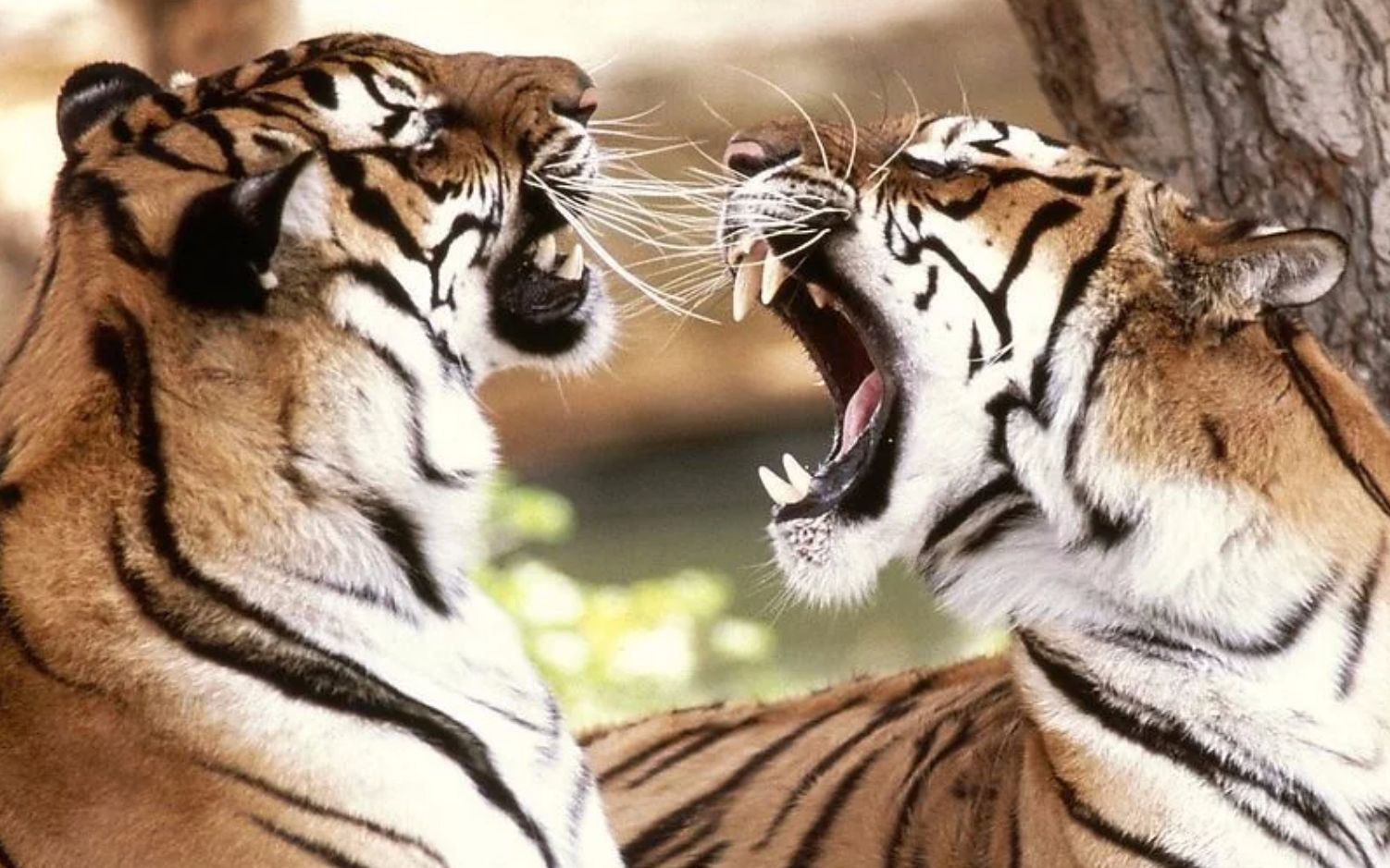 四大老虎,历史、文化、生态与象征的多维解读,四大老虎,多维解读历史、文化、生态与象征意义