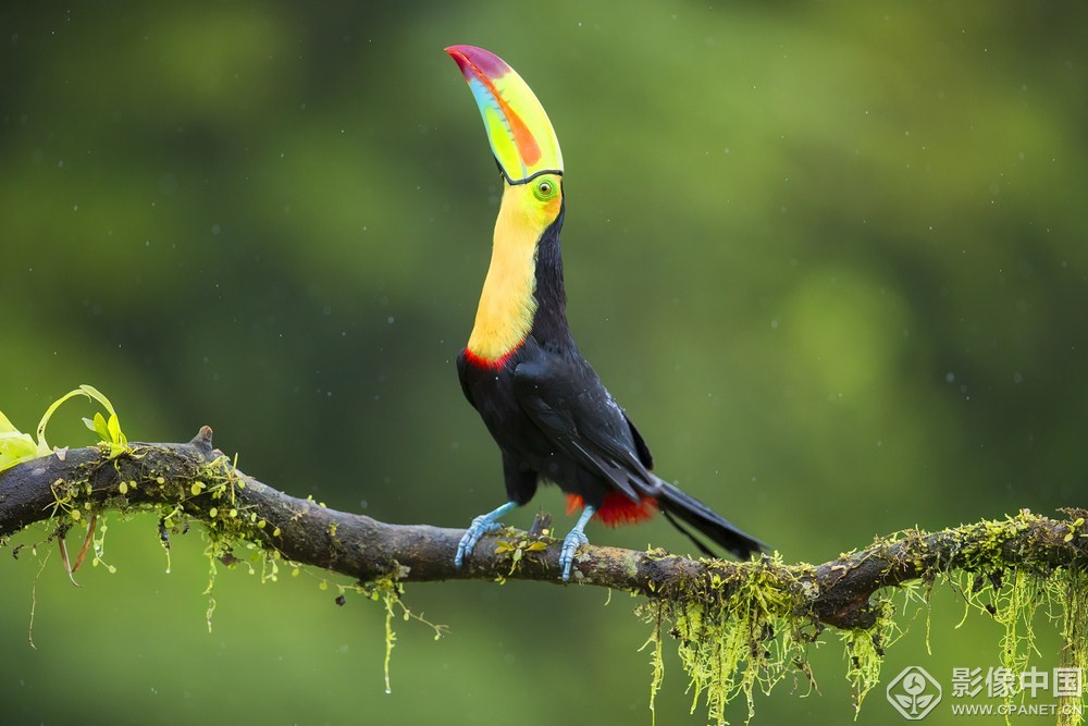 中华媒鸟论坛关闭,回顾与反思,中华媒鸟论坛关闭,回顾与反思的启示