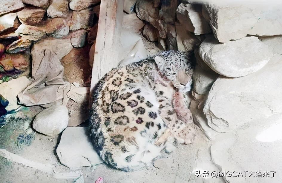 拜城之后再无雪豹——探寻人与自然和谐共生的新境界，拜城之后，人与自然和谐共生新境界中的雪豹踪迹