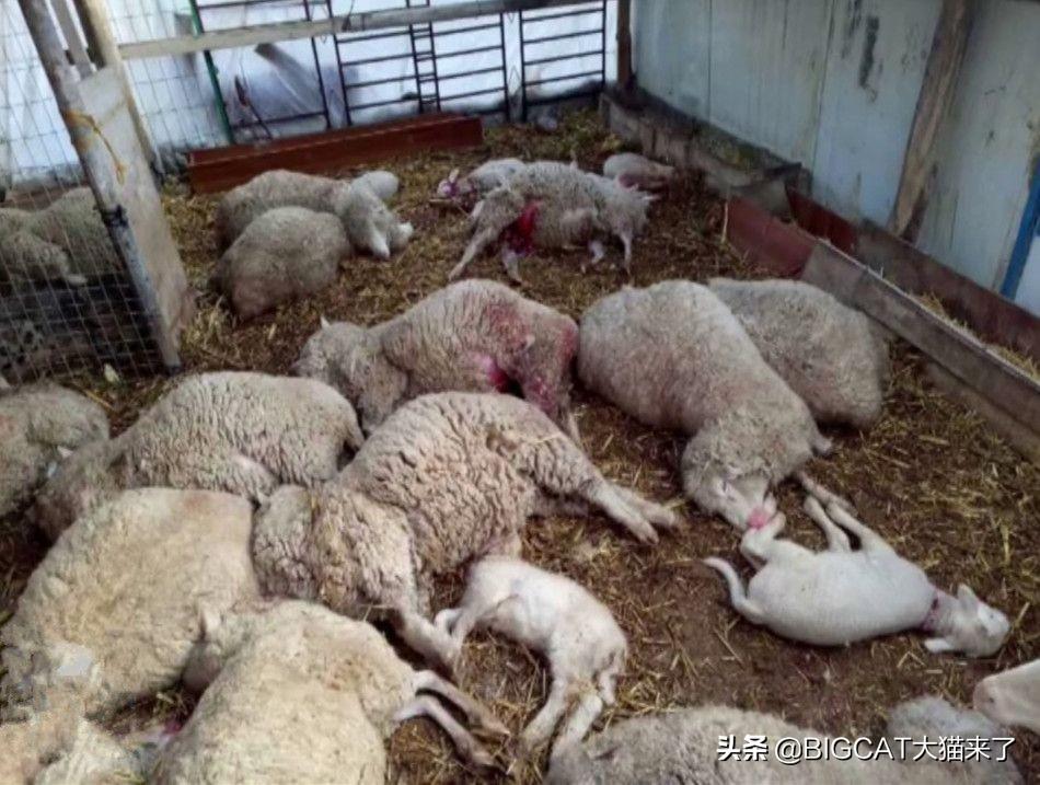 拜城之后再无雪豹——探寻人与自然和谐共生的新境界,拜城之后,人与自然和谐共生新境界中的雪豹踪迹