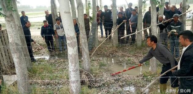 拜城之后再无雪豹——探寻人与自然和谐共生的新境界,拜城之后,人与自然和谐共生新境界中的雪豹踪迹