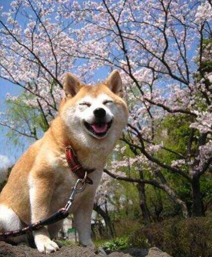 澳门一码一肖一待一中四不像的独特魅力与文化内涵,澳门独特文化魅力,一码一肖一待一中四不像的深度解读