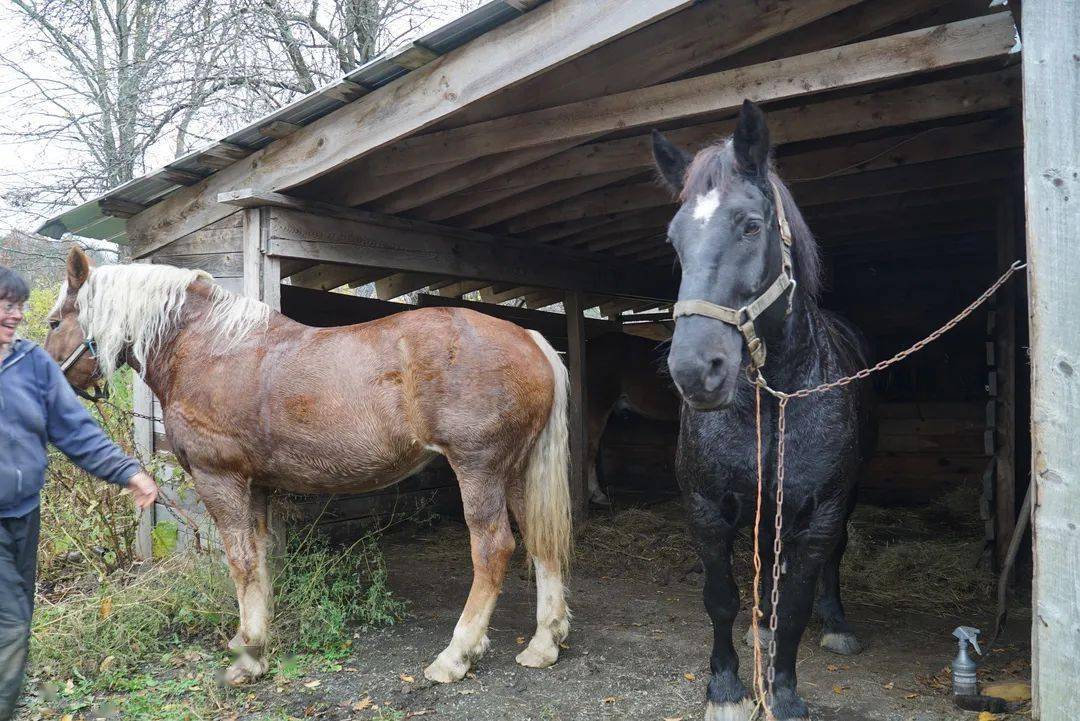 王中王零21期指一生肖——探寻神秘生肖背后的故事与寓意,探寻生肖王中王零21期背后的神秘故事与寓意