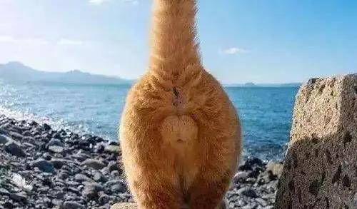 军检中的睾丸检查,理解其必要性及重要性,军检中的睾丸检查,必要性及重要性解析