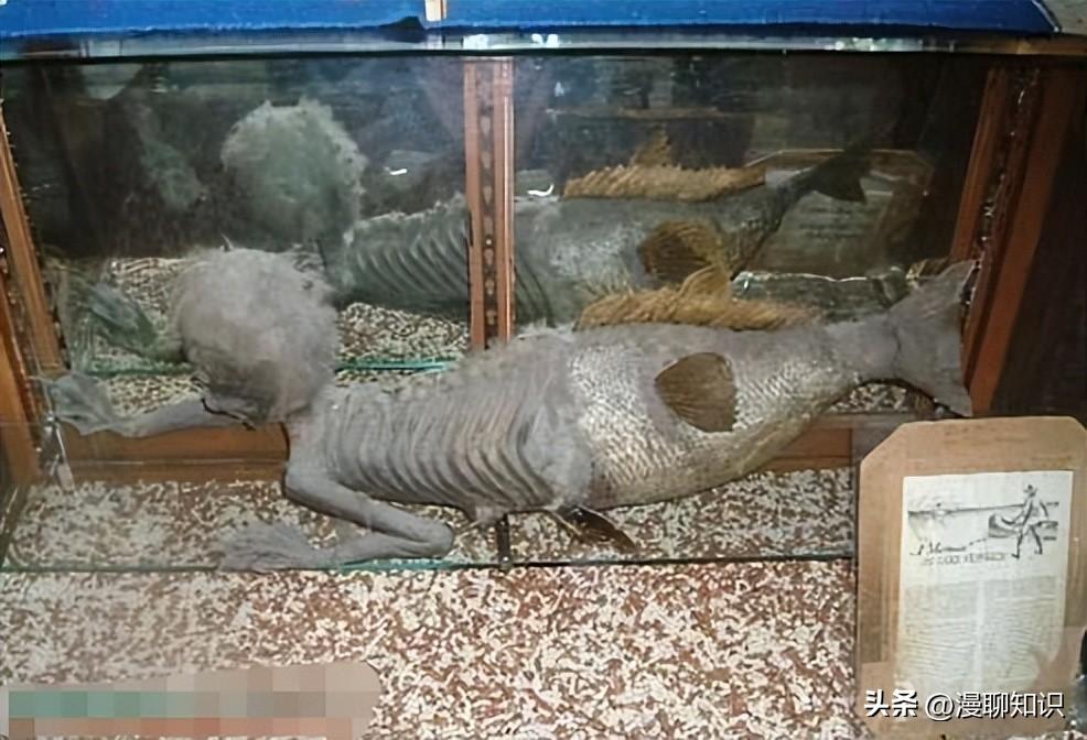 中国南海发现鲛人,深海秘境的新探索,中国南海鲛人新发现,深海探索揭秘神秘生物