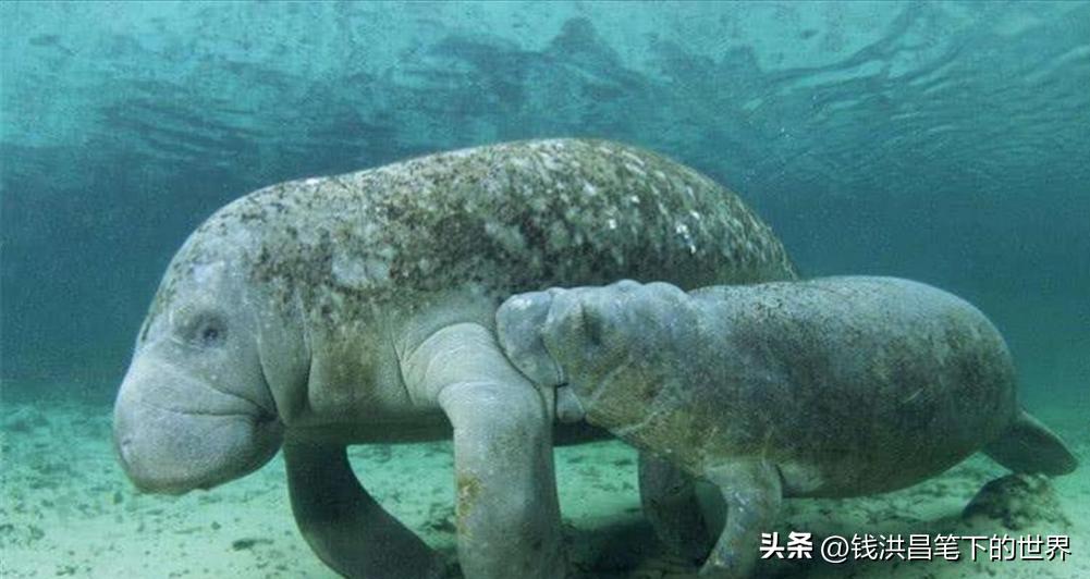 中国南海发现鲛人,深海秘境的新探索,中国南海鲛人新发现,深海探索揭秘神秘生物