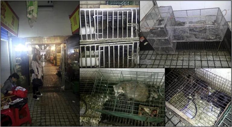 华南海鲜市场老板揭秘，一位商业巨头的传奇故事，华南海鲜市场老板的商业传奇，一位商业巨头的崛起之路