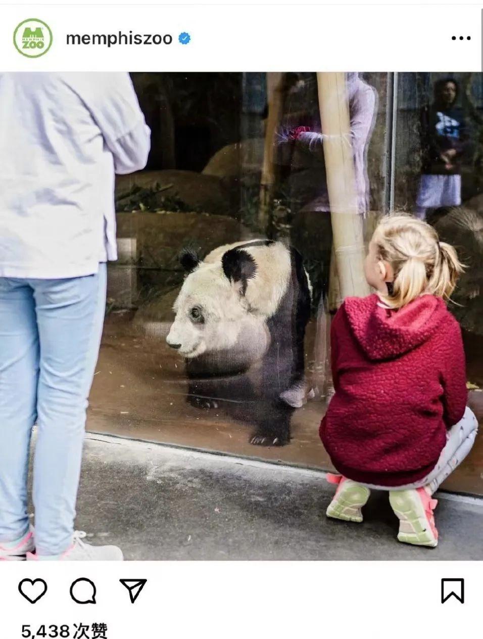 熊猫丫丫的最新消息,归国之旅的期待与喜悦,熊猫丫丫归国之旅,期待与喜悦的最新消息