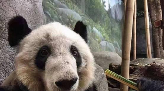 熊猫丫丫的最新消息,归国之旅的期待与喜悦,熊猫丫丫归国之旅,期待与喜悦的最新消息