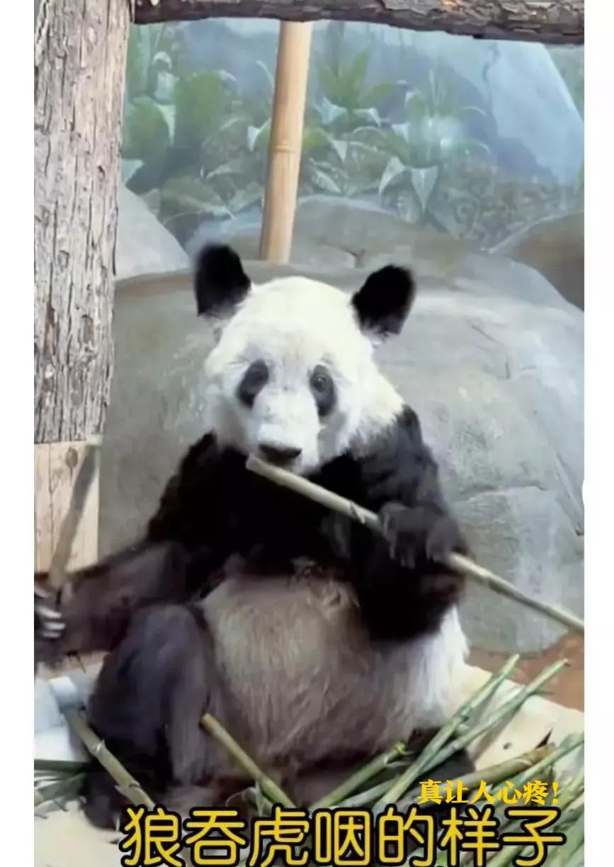 熊猫丫丫的最新消息,归国之旅的期待与喜悦,熊猫丫丫归国之旅,期待与喜悦的最新消息