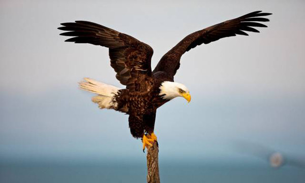 天涯论坛，天上之鹰的翱翔与梦想，天涯论坛，天上之鹰的翱翔与追梦之旅