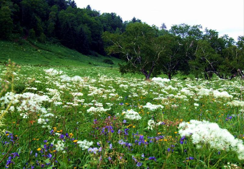 去东北旅游攻略,东北旅游攻略大全,畅游冰雪世界!