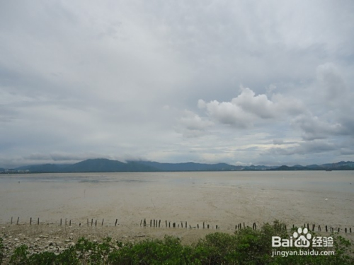 深圳红树林一日游攻略,深圳红树林一日游精彩攻略