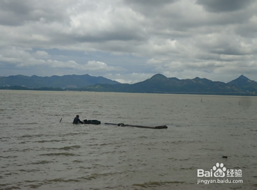 深圳红树林一日游攻略,深圳红树林一日游精彩攻略