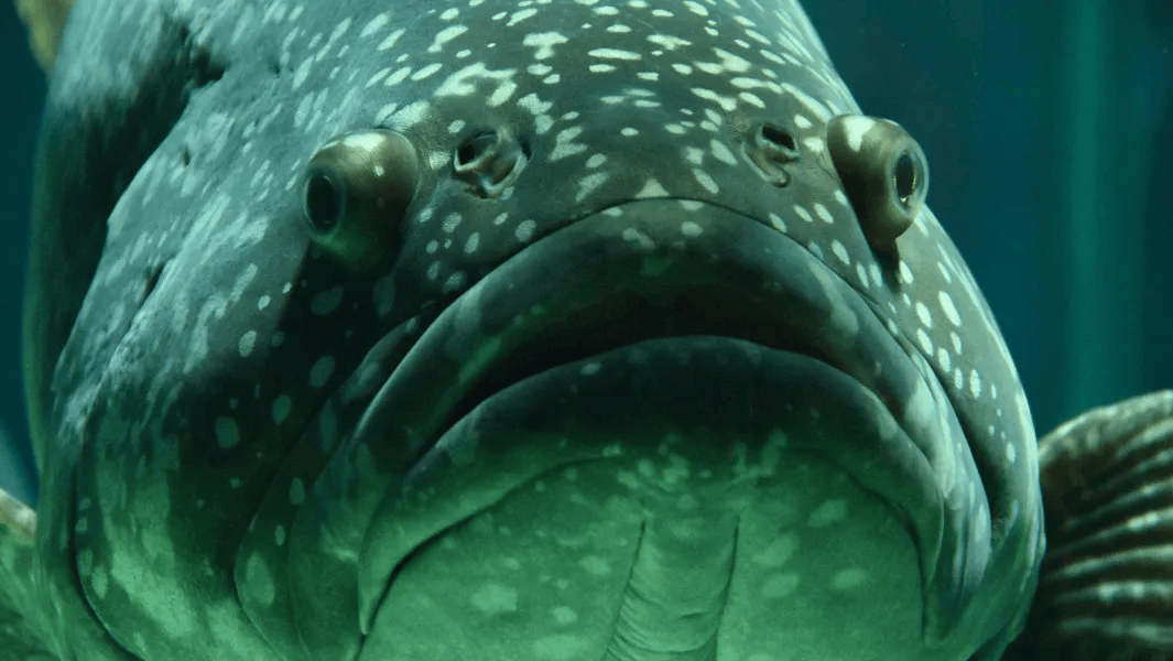 抗癌鱼第一名，探寻其神秘力量与背后的故事，探寻抗癌鱼背后的神秘力量与故事，谁是第一名？