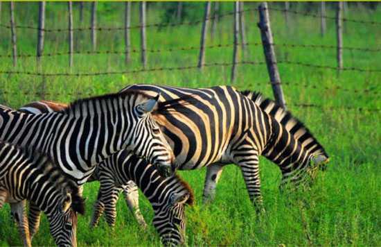秦皇岛野生动物园门票详解,购买、价格、优惠及注意事项,秦皇岛野生动物园门票购买指南,价格、优惠及注意事项
