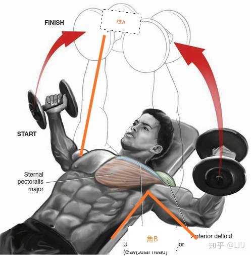 塑造完美身材,练胸肌的好处,塑造完美身材的关键,练胸肌的益处与好处