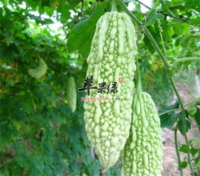 苦瓜，卓越的健康守护者——揭示其功效与作用，苦瓜，健康守护者的秘密——揭示其卓越功效与作用