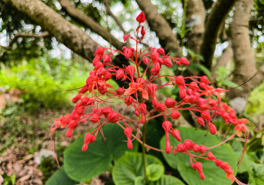 状元红97049免费资料,探索与启示,状元红97049免费资料探索,启示与深度解析