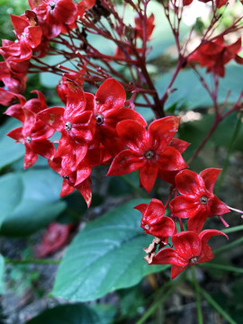 状元红97049免费资料,探索与启示,状元红97049免费资料探索,启示与深度解析